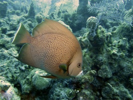 007 Gray Angelfish IMG 5303